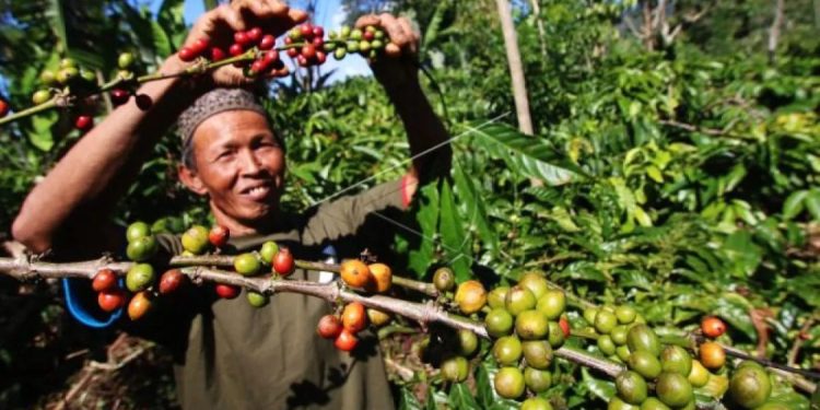 KBRI Kairo Promosikan Kopi Indonesia Lewat Gastrodiplomasi di Mesir