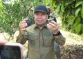 Bupati Sambas Hadiri Panen Perdana Manggis di Tebas