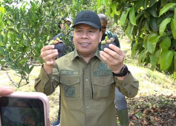 Bupati Sambas Hadiri Panen Perdana Manggis di Tebas