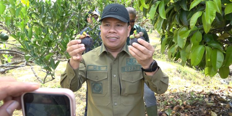 Bupati Sambas Hadiri Panen Perdana Manggis di Tebas
