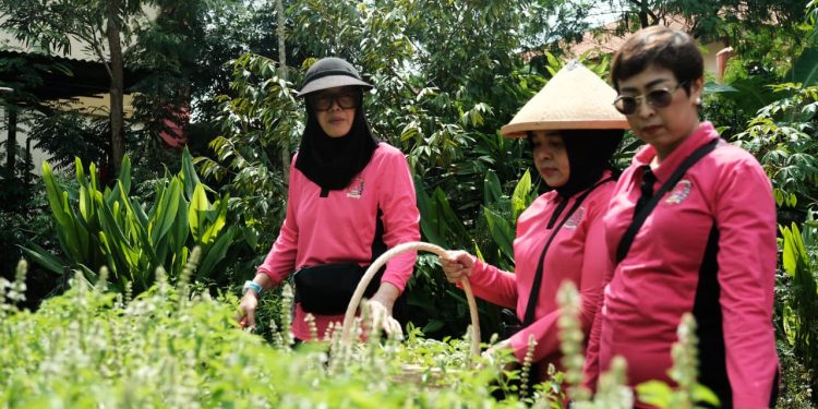 Bhayangkari Gabungan 06 Korps Brimob Polri Lakukan Panen di P2L untuk Ketahanan Pangan