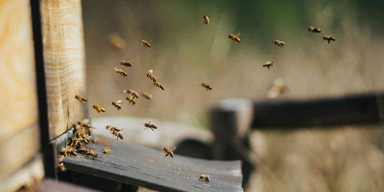 9 Hewan Ternak yang Paling Bikin Untung cocok untuk bisnis