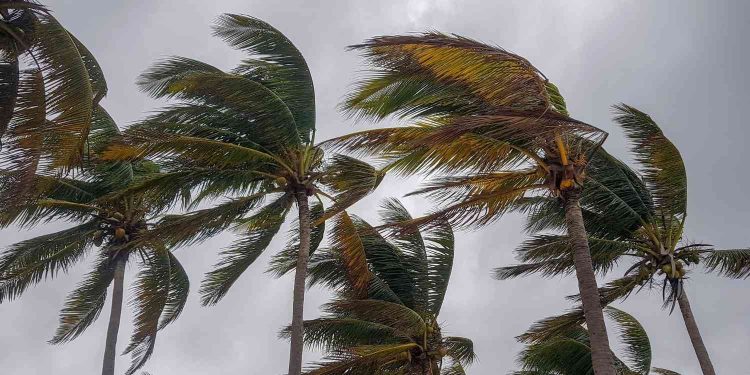 Ilustrasi gambar angin kencang