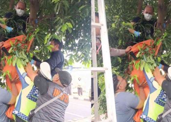 Petugas gabungan mengevakuasi jenazah korban gantung diri dari atas pohon di kawasan Jl Kahar Muzakir, Kelurahan Terban, Kecamatan Gondokusuman, Kota Yogyakarta, Kamis (22/1/2026).