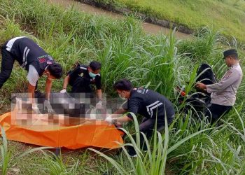 Petugas gabungan mengevakuasi korban kecelakaan lalu lintas yang terjatuh ke area persawahan di Jalan Raya Sanden, Pandak, Bantul, Rabu (21/1/2026)