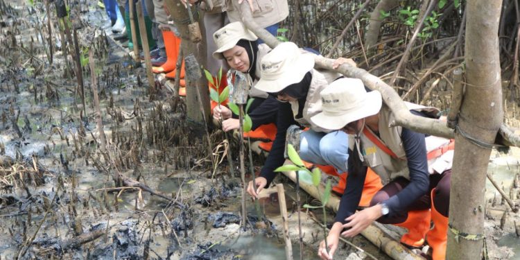 PSLH UGM Lakukan Rehabilitasi Mangrove di Pandeglang untuk Perkuat Ekosistem Laut
