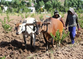 Nilai Tukar Petani di Gorontalo Meningkat 5,60 Persen pada Akhir 2025