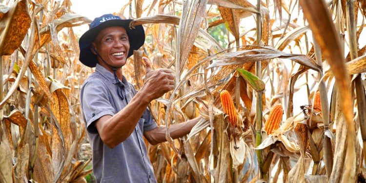 Indonesia Targetkan Swasembada Jagung Tanpa Impor pada 2026