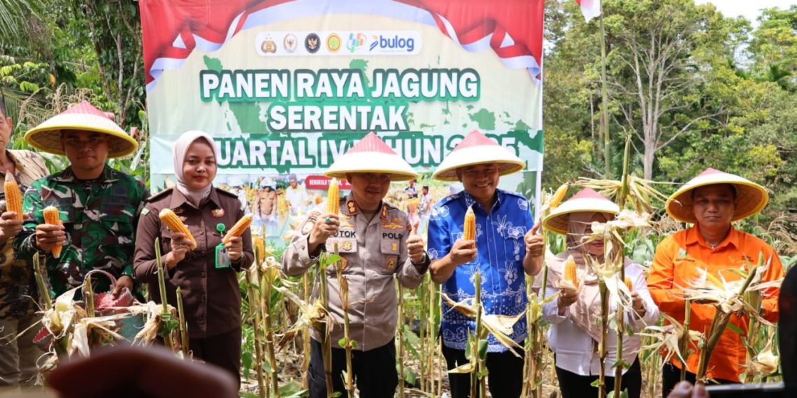 Panen Raya Jagung di Bengkulu Tengah Dorong Kesejahteraan Petani