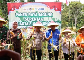 Panen Raya Jagung di Bengkulu Tengah Dorong Kesejahteraan Petani