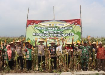 Panen Raya Jagung di Desa Sumberejo Dukung Ketahanan Pangan Nasional