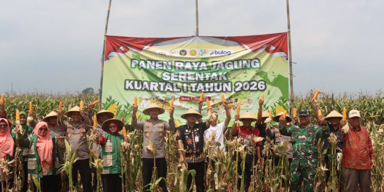 Panen Raya Jagung di Desa Sumberejo Dukung Ketahanan Pangan Nasional