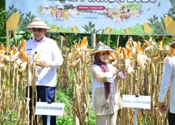 Gorontalo Tetapkan Target Produksi Jagung 1,5 Juta Ton pada 2026