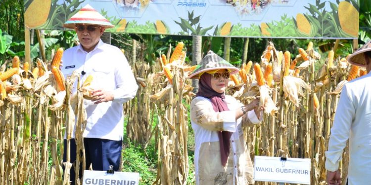 Gorontalo Tetapkan Target Produksi Jagung 1,5 Juta Ton pada 2026