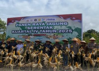 Pemkab Kubu Raya Gelar Panen Raya Jagung untuk Perkuat Ketahanan Pangan