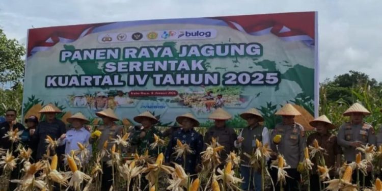 Pemkab Kubu Raya Gelar Panen Raya Jagung untuk Perkuat Ketahanan Pangan