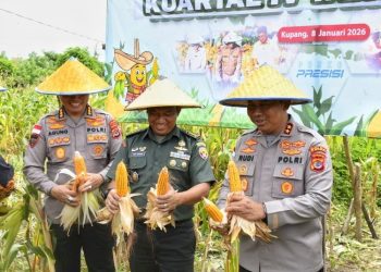Polda NTT Catat Produksi Jagung Puluhan Ribu Ton Sepanjang 2025