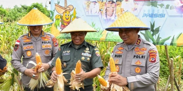 Polda NTT Catat Produksi Jagung Puluhan Ribu Ton Sepanjang 2025