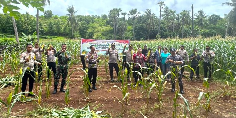 Panen Raya Jagung di Rote Ndao Tingkatkan Ketahanan Pangan Daerah