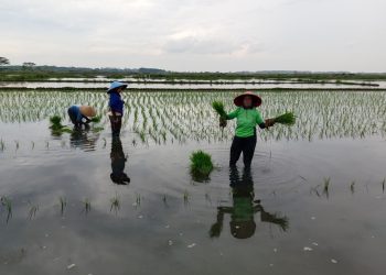 Dispaperta Batang Maksimalkan Lahan Terdampak Rob untuk Swasembada