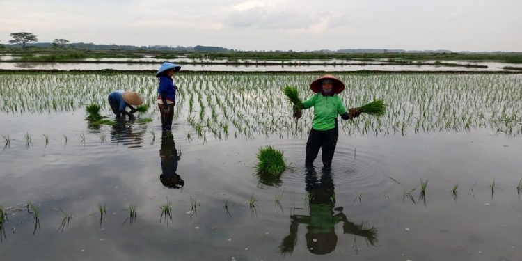 Dispaperta Batang Maksimalkan Lahan Terdampak Rob untuk Swasembada