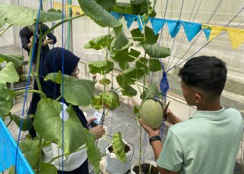 Tim Peneliti UGM Kembangkan Budidaya Melon Premium Hidroponik di Kulon Progo