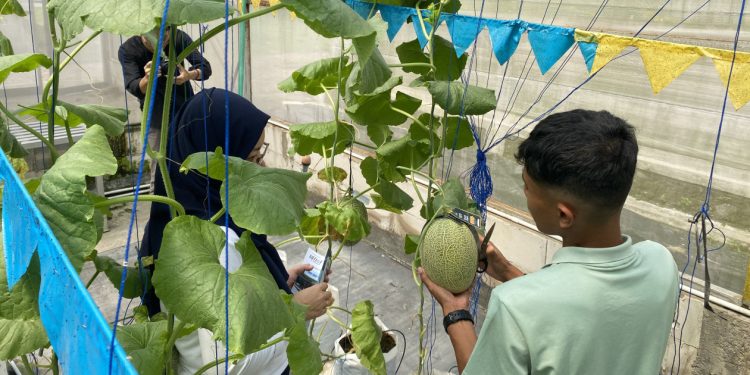 Tim Peneliti UGM Kembangkan Budidaya Melon Premium Hidroponik di Kulon Progo