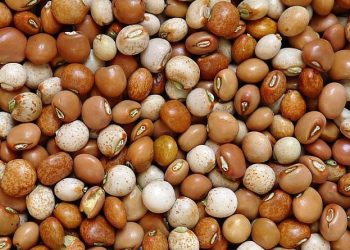 Kacang Gude: Sumber Nutrisi yang Jarang Dikenal dengan Banyak Manfaat