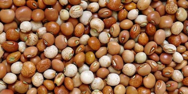 Kacang Gude: Sumber Nutrisi yang Jarang Dikenal dengan Banyak Manfaat