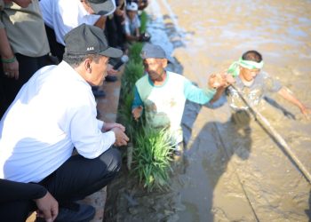 Strategi Padat Karya untuk Pemulihan Pertanian Pascabencana