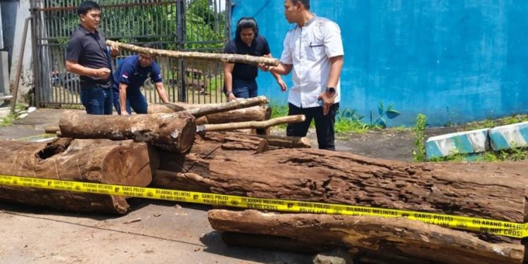 Lima Tersangka Pembalakan Liar di TNGC Ditangkap, Kayu Sonokeling Disita