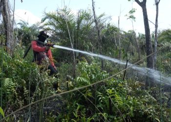 BPBD Palangka Raya Atasi Tiga Insiden Karhutla dalam Sehari