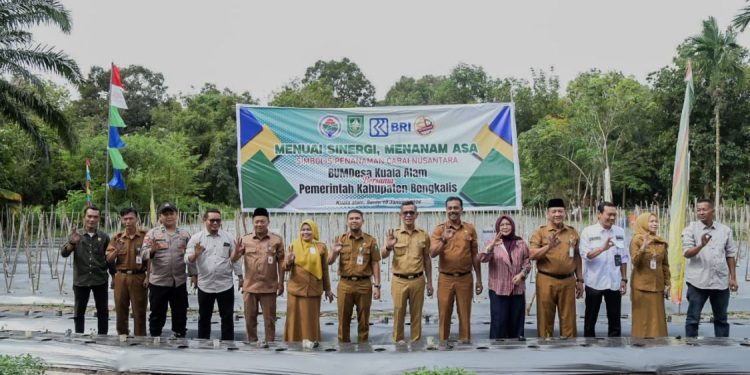 Bengkalis Tingkatkan Ketahanan Pangan dengan Penanaman Cabai Lokal