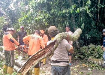 Relawan TRC Lumbungrejo Lakukan Mitigasi Bencana dengan Penebangan Pohon Rawan