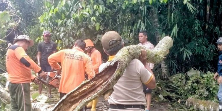 Relawan TRC Lumbungrejo Lakukan Mitigasi Bencana dengan Penebangan Pohon Rawan