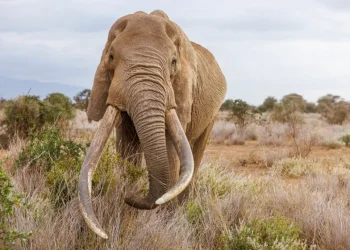 Gajah Craig Meninggal di Usia 54 Tahun, Pakar UGM Soroti Keberhasilan Konservasi di Kenya