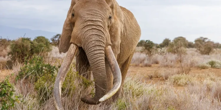 Gajah Craig Meninggal di Usia 54 Tahun, Pakar UGM Soroti Keberhasilan Konservasi di Kenya