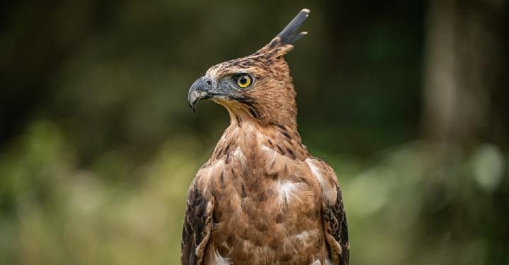 Dosen UGM Serukan Perlindungan Lebih untuk Elang Jawa yang Terancam Punah