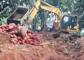 Pemusnahan 20,7 Ton Bawang Ilegal di Pelalawan oleh Polres Setempat