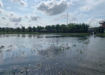 Banjir Ancam Panen Padi di Demak
