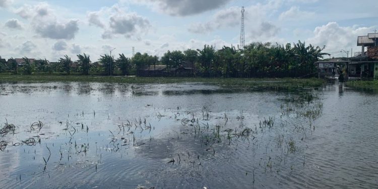 Banjir Ancam Panen Padi di Demak