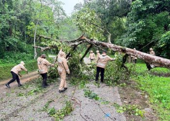 Brimob Polda NTT Tangani Pohon Tumbang di Jalur Tanadaro dengan Cepat