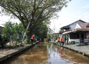 Dinas PUPR Pontianak Aktif Tanggapi Keluhan Warga Terkait Pemeliharaan Pohon