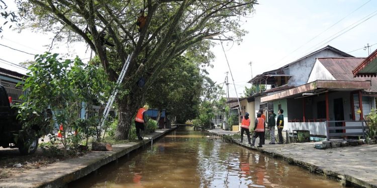 Dinas PUPR Pontianak Aktif Tanggapi Keluhan Warga Terkait Pemeliharaan Pohon