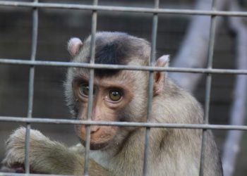 Dua Warga Malaka Ditangkap Terkait Penganiayaan Satwa Dilindungi