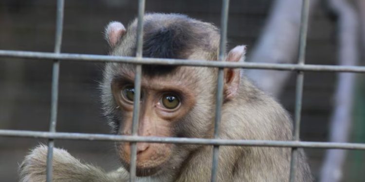 Dua Warga Malaka Ditangkap Terkait Penganiayaan Satwa Dilindungi