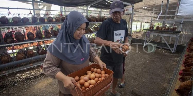 Menteri Pertanian Jamin Ketersediaan Telur Ayam Aman Meski Ada Program MBG