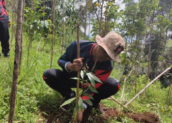 Desa Campurejo Siapkan Jalur Pendakian Baru Gunung Prau dengan Reboisasi