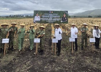 Panen Raya Jagung di Gorontalo Dukung Ketahanan Pangan Daerah