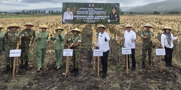 Panen Raya Jagung di Gorontalo Dukung Ketahanan Pangan Daerah